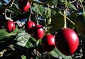 tamarillo ، lima tomate ، tomate francés